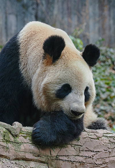 Grandes Luzes da China
