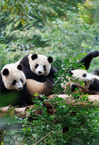 Grandes Luzes da China