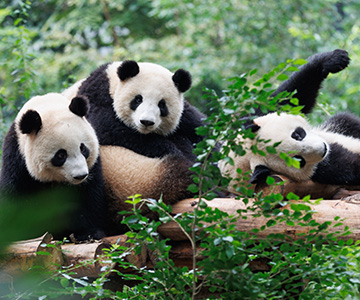 Grandes Luzes da China