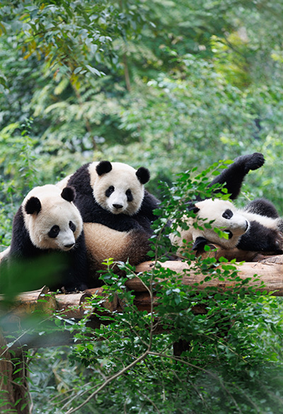 Grandes Luzes da China