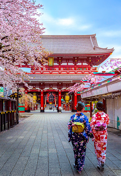 O Encanto das Cerejeiras no Japão
