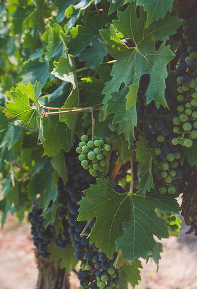 Essência do Vinho Chileno