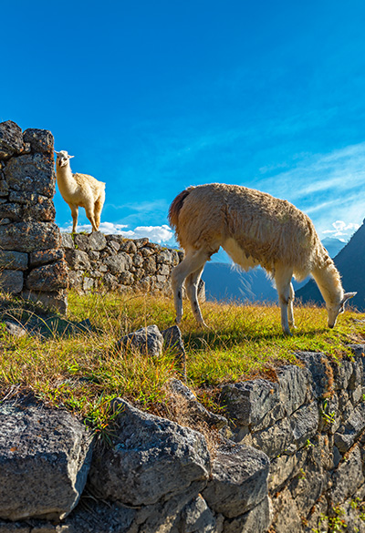 Amanhecer em Machu Picchu