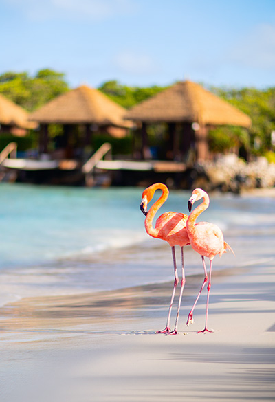 Réveillon em Aruba